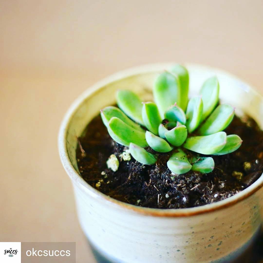 Check out this Succulent Cutie!!! Come by Saturday 8am to 1pm on Saturday and it could be yours! Belle will have local artists in the store every Saturday til Xmas! We LOVE local!
🌵🌵🌵🌵🌵🌵🌵🌵🌵🌵🌵🌵🌵🌵🌵🌵🌵🌵🌵🌵🌵
@bellekitchenokc #events #event #succulents #beautiful #alive #keepitlocalok #visitokc #localokc #okc #Oklahoma #oklahomacity #craft #artsandcrafts #oklahomaartist #beautiful